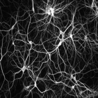 Criação de Neurônios a Partir de Células-Tronco