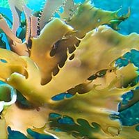 Cientistas Criam BiocombustÃ­vel Com Algas Marinhas