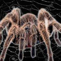 ConheÃ§a as 5 Aranhas Mais Perigosas e Venenosas do Mundo