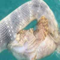 Mergulhador Registra Batalha de Cobra e Peixe Venenoso