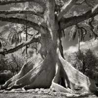 Fotos Fantásticas das Mais Antigas Árvores do Mundo
