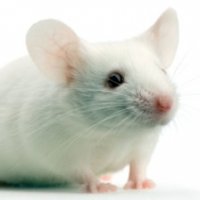 Proteína Capaz de Aumentar Longevidade de Camundongos