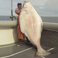 Pescador Americano Fisga Peixe Achatado Gigante