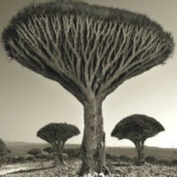 Fotógrafa Mostra a Beleza de Árvores 'Anciãs'