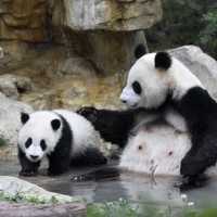 Filhote de Panda Brinca com a Mãe em Centro de Reprodução