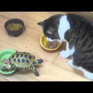 Tartarugas Não Gostam de Dividir a Comida
