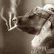Fumaça de Cigarro Causa Problemas aos Pets