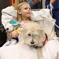 Cachorro Acompanha Menina Durante Cirurgia nos EUA