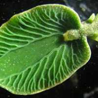 Lesma do Mar Incorpora Genes de Alga