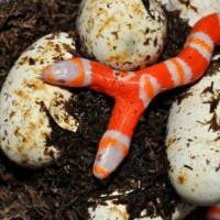 Falsa Cobra Coral Albina Nasce com 2 Cabeças nos Eua
