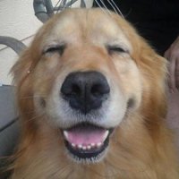 Cachorros Felizes em Fotos Para Alegrar Seu Dia
