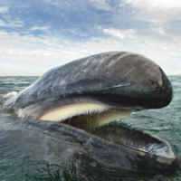 Incríveis Fotos de Baleias e Golfinhos Acima e Abaixo da Superfície do Mar