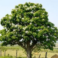 ArborizaÃ§Ã£o Urbana - Plante uma Ãrvore