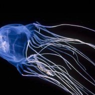 Box Jellyfish - A Maior Arma Mortal dos Mares