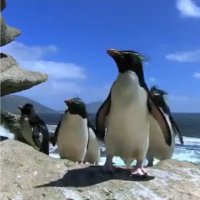 Compilação com Pinguins Loucos