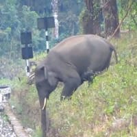 'Elefante Medroso' Desiste de Cruzar Valeta Após Várias Tentativas