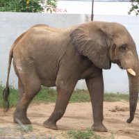 Alerta: Elefantes Correm Risco de Desaparecerem