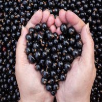 Groselha Negra Antioxidante que Previne a Celulite e Rejuvenesce