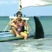 Tubarão Aparece na Praia e Apavora Banhistas
