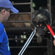 Cães São Salvos na China