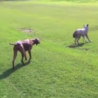 Cachorro vs Lobo