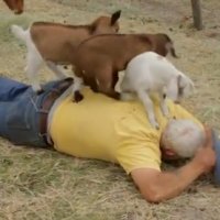 Massagem Animal