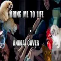 Evanescence - Bring me To Life Animal Cover