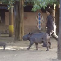 ZoolÃ³gico de San Diego Apresenta a RecÃ©m Nascida AtraÃ§Ã£o