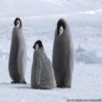 Robô Disfarçado de Filhote Faz Imagens Inéditas de Pinguins