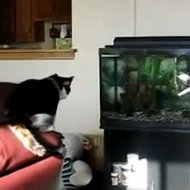 Gato Caçando no Aquário
