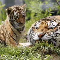 Costume ChinÃªs Pode Incentivar CaÃ§a Ilegal de Tigres