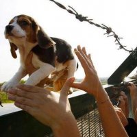 Saiba Como Ajudar os Beagles Resgatados no Instituto Royal