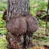 Fotos de Árvores Pornográficas
