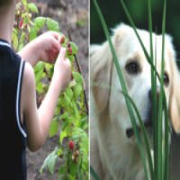 Plantas que Devem Ser Evitadas em Jardins com CrianÃ§as e Animais