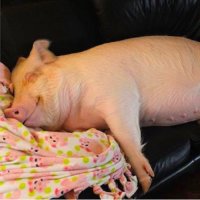 Casal Pensou Ter Adotado um Mini Porco que Hoje Pesa 300 Quilos