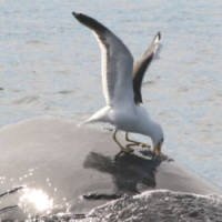 Baleias Mudam Forma de Respirar Para Evitar Ataques de Gaivotas
