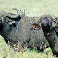 Búfalos São as Novas 'Armas' do Exercito Brasileiro