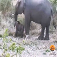 Vídeo Fofo Mostra Elefanta Ajudando Filhote a se Levantar