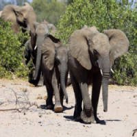 22 Mil Elefantes Foram Abatidos Por Seu Marfim em 2012