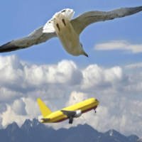 PÃ¡ssaros Aprendem 'Truque' Para Evitar ConcorrÃªncia de RuÃ­do dos AviÃµes
