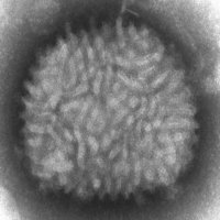 Vírus Geneticamente Alterado Prolonga Vida de Doentes