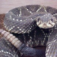 As Cobras Mais Venenosas do Mundo: CascavÃ©l