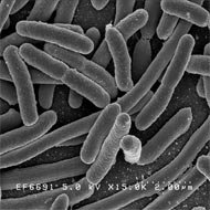 Bactérias: Vilãs ou Mocinhas?
