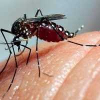 Dengue, Zika e Chikungunya