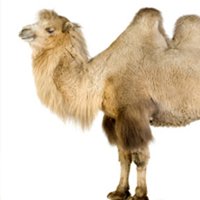Porque os Camelos NÃ£o Morrem de Sede?
