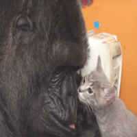 Gorila Koko Adota Dois Gatinhos em Seu 44º Aniversário nos EUA