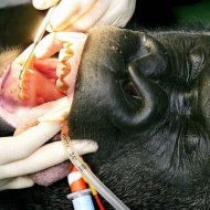 Tratamento DentÃ¡rio para Animais