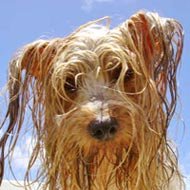 Por quê Cachorro Molhado Tem um Cheiro Tão Ruim?