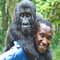 Gorilas Ã“rfÃ£os Adotam Guarda Florestal Como 'mÃ£e' no Congo
