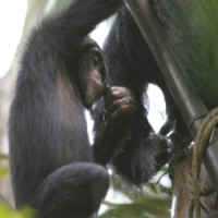 Chimpanzés São Filmados Bebendo Álcool de Plantas e Mostrando Sinais de Embriaguez